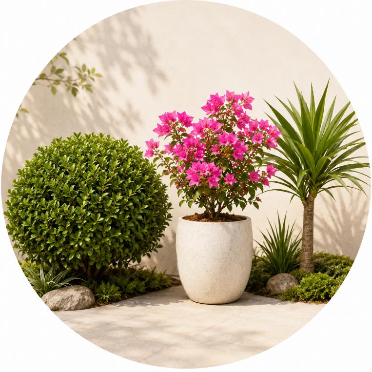 Cây sân vườn cho nhà ở và cảnh quan